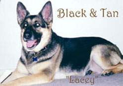 Black and Tan: Lacey