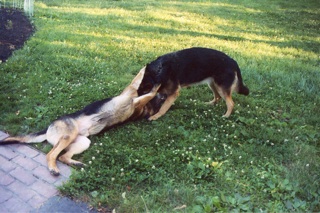 Image of Maggie and Major playing.