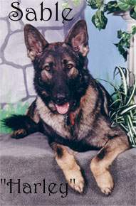 Sable: Harley