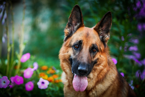 Flowers
                                                      Shepherds